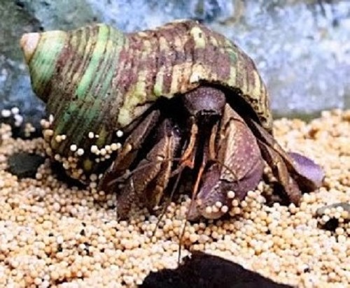Coenobita brevimanus   Heremietkreeft M